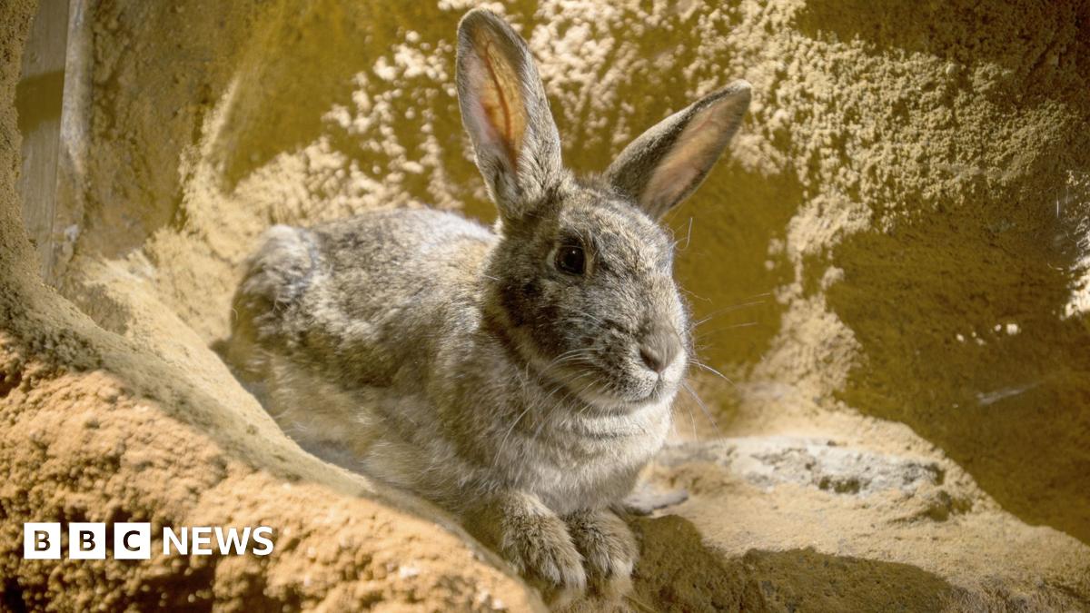 Burrowing rabbits 'not an issue' at Inverness Castle - BBC News