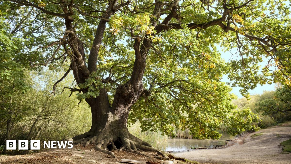 New map of ancient trees an opportunity for conservation - BBC News