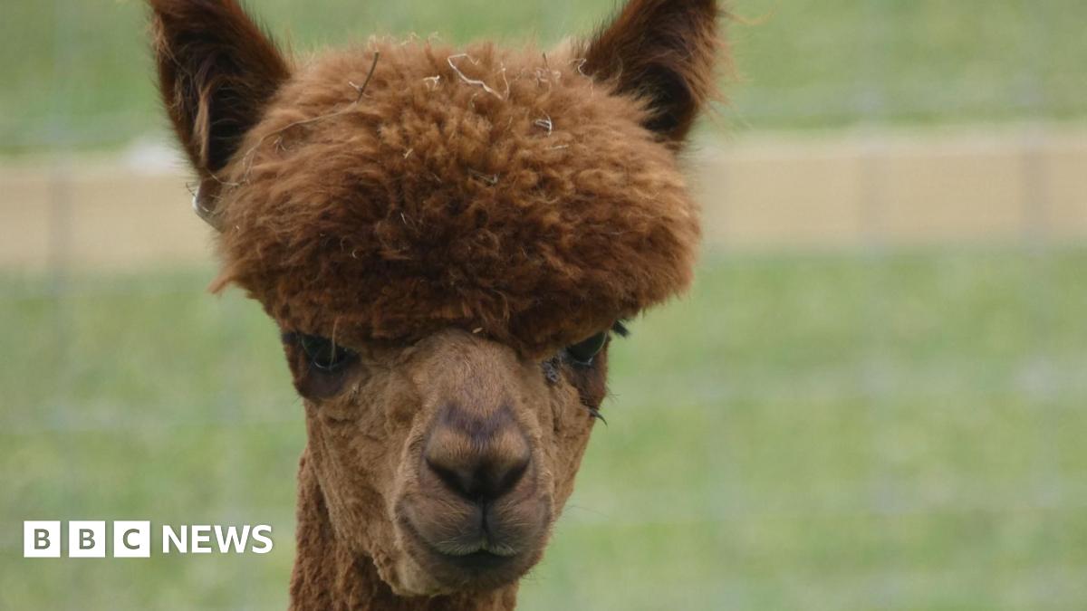 A brown alpaca in a green field. 