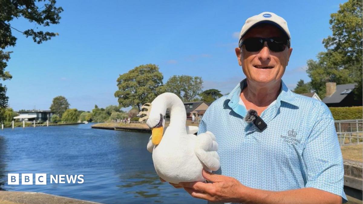 'Why fantastic swan count in Surrey was a must see on UK trip'