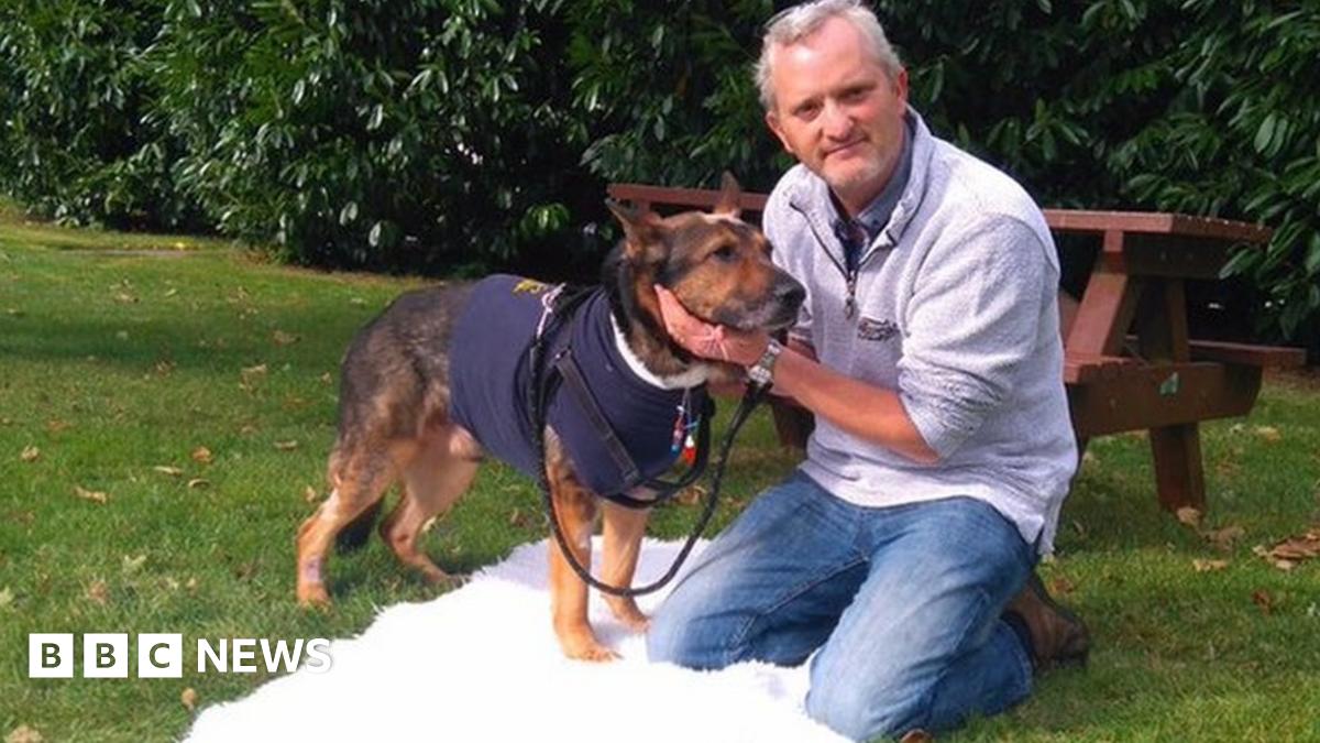 Stabbed police dog Finn makes arrest on first day back at work