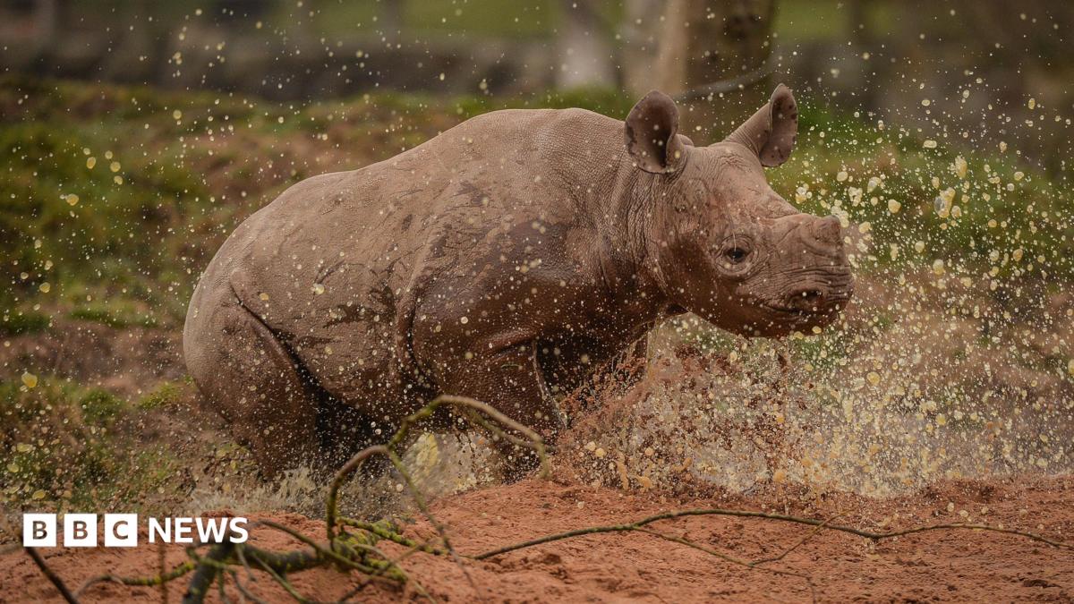 Chester Zoo summit aims to tackle ‘misleading’ weather apps | Manchester News Chester Zoo summit aims to tackle ‘misleading’ weather apps | Manchester News