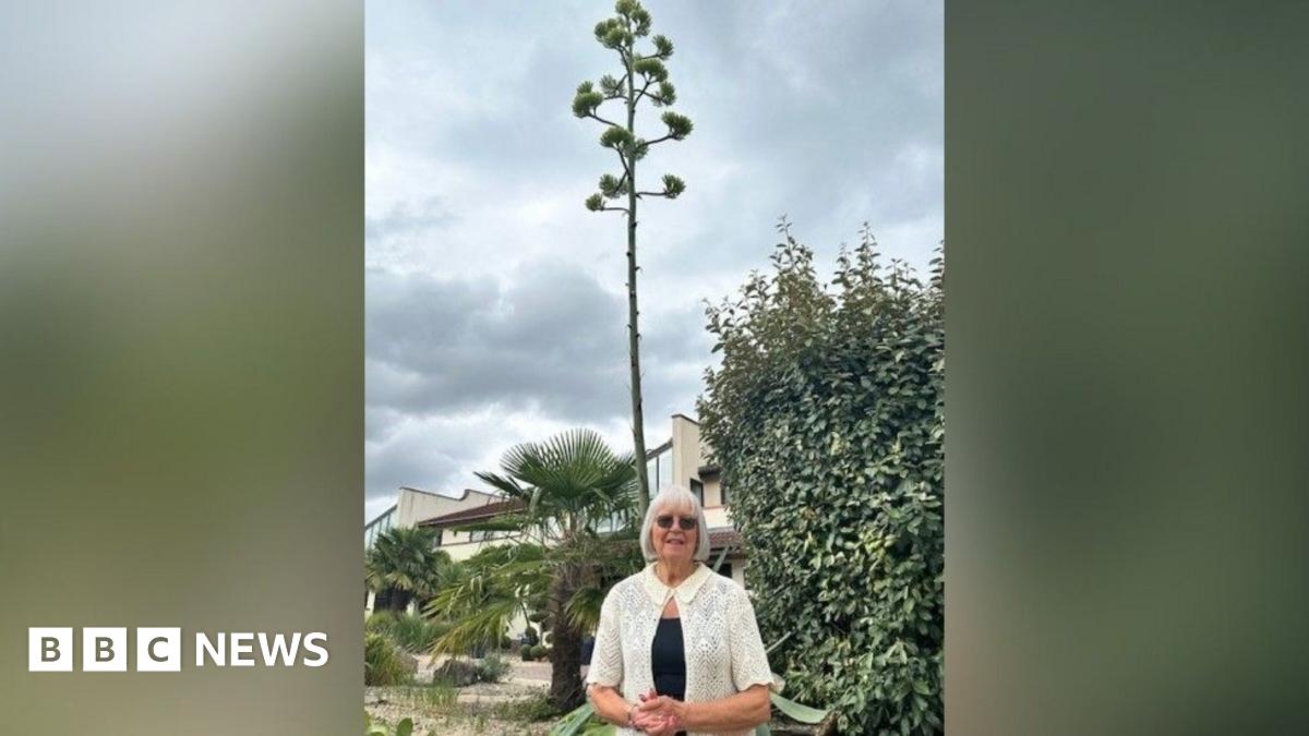 Owner amazed by agave plant in Telford after 50 years with family