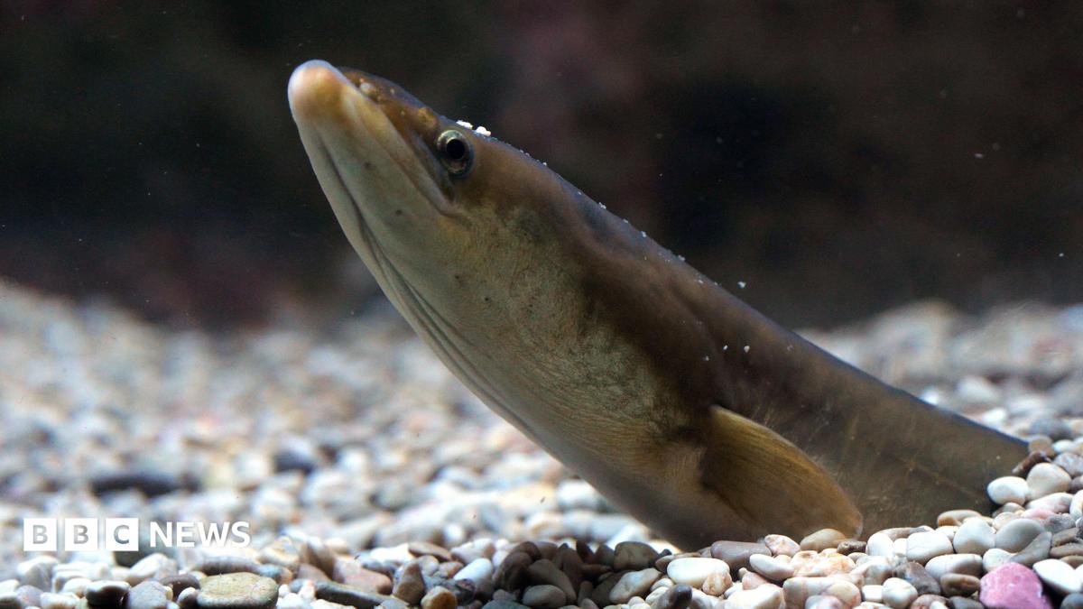 The prehistoric species fighting for survival in Lough Neagh