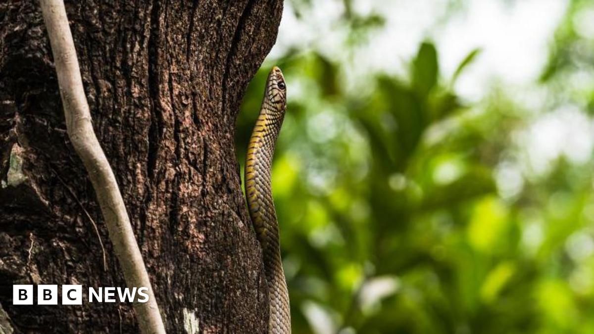 India children fall ill 'after dead snake found in school meal'