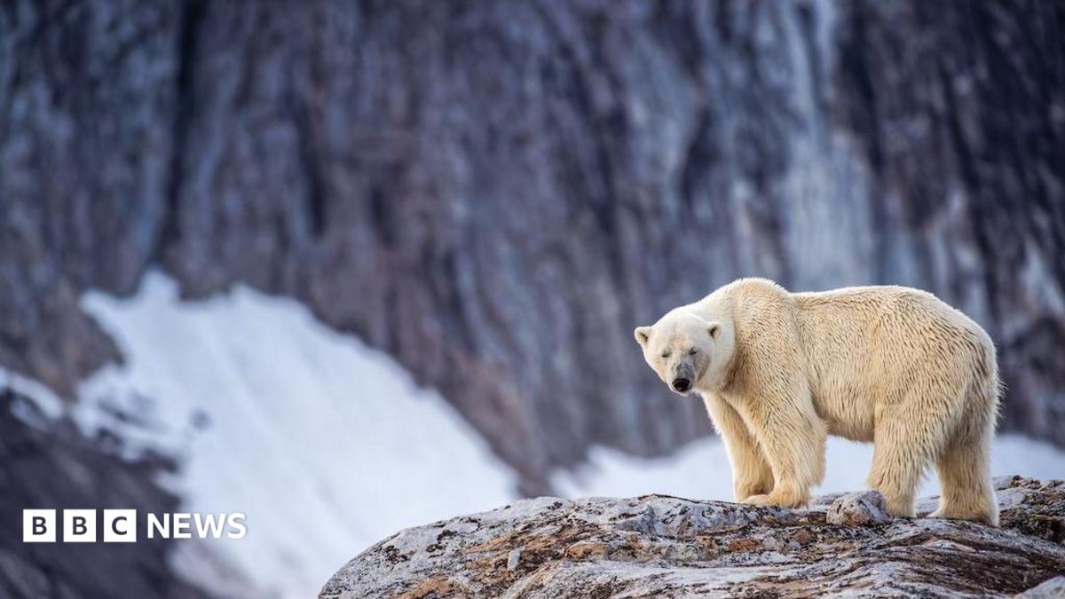 Person fined after using foghorn to wake sleeping polar bear