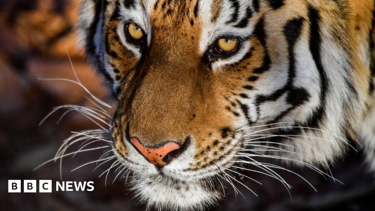 Cannabis smoker finds tiger in abandoned house in Texas BBC News