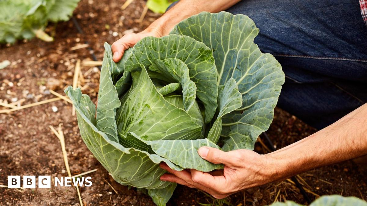 How the humble cabbage can stop cancers