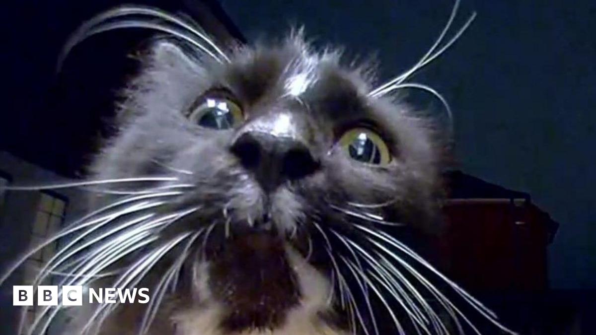 bbc.co.uk - Holly Phillips - Cats' nightly kitchen food raids at Bourne house caught on camera