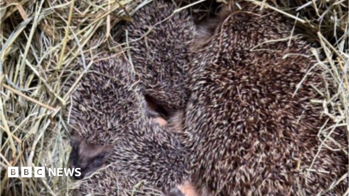 Jersey homeowners warned to take care when trimming hedgerows