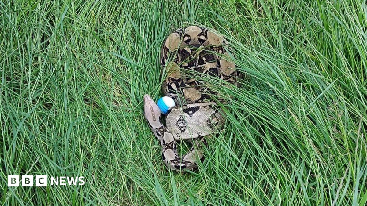 bbc.co.uk - Tom Burgess - Two boa constrictors found on Darlington golf course in one week