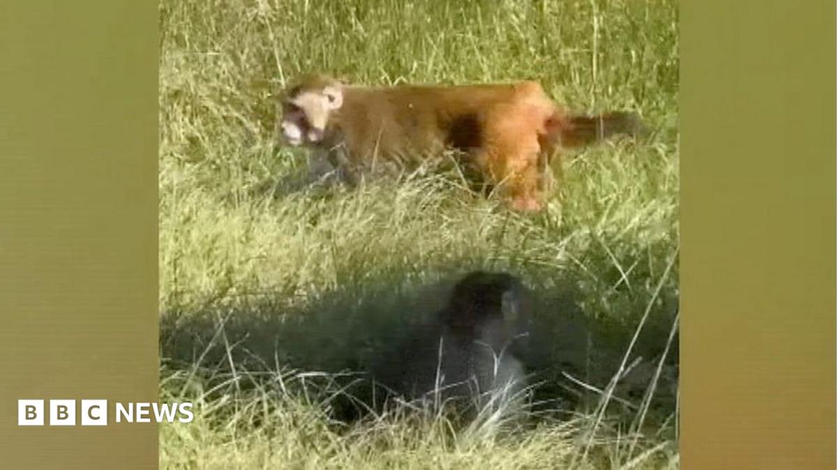 Three monkeys at large after escape from crashed truck in US - BBC News