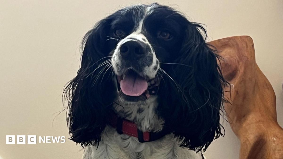Dog dies after suspected adder bite near RAF Valley