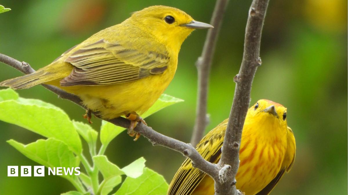 Traffic noise makes birds aggressive, Cambridge researchers find