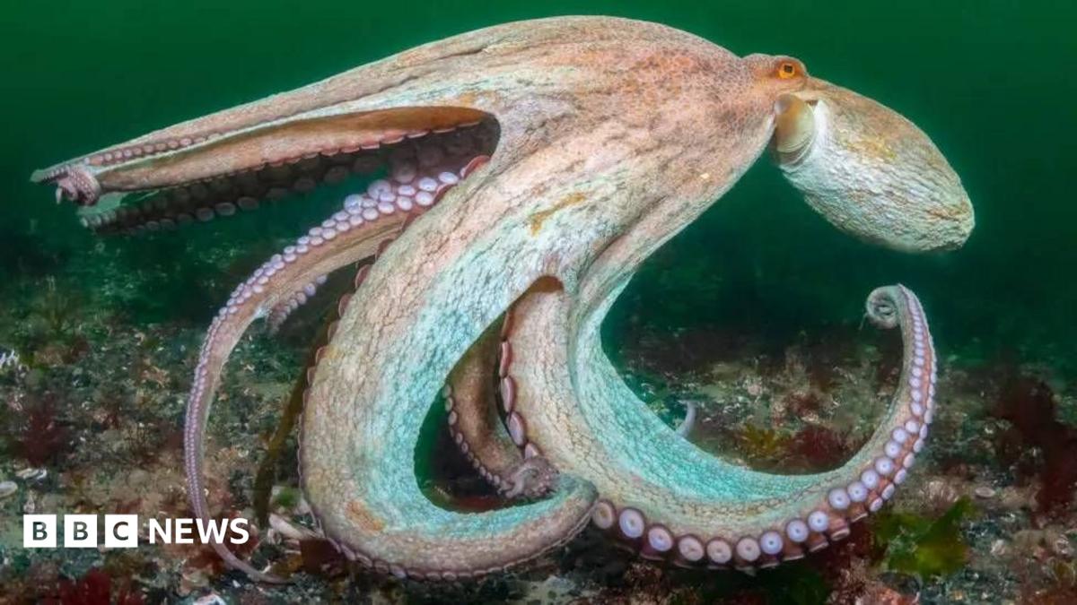 The image shows an octopus underwater on the seabed, with several tentacles spread out and curled around its body. The