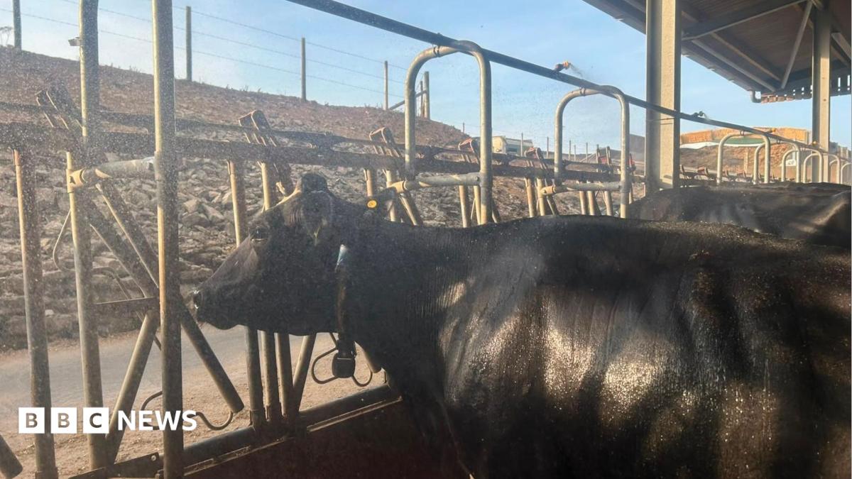 bbc.co.uk - Dave Harvey - Inside the cow showers helping dairy farms beat the heatwave