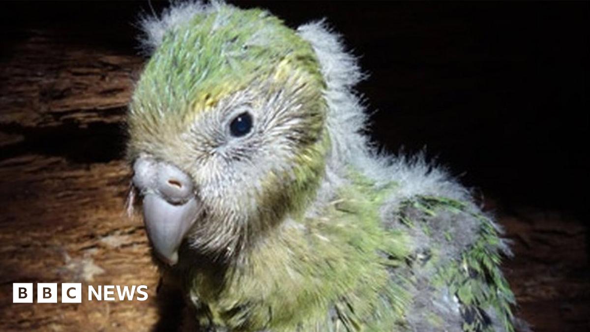 _90400982_kakapo-chick-390.jpg