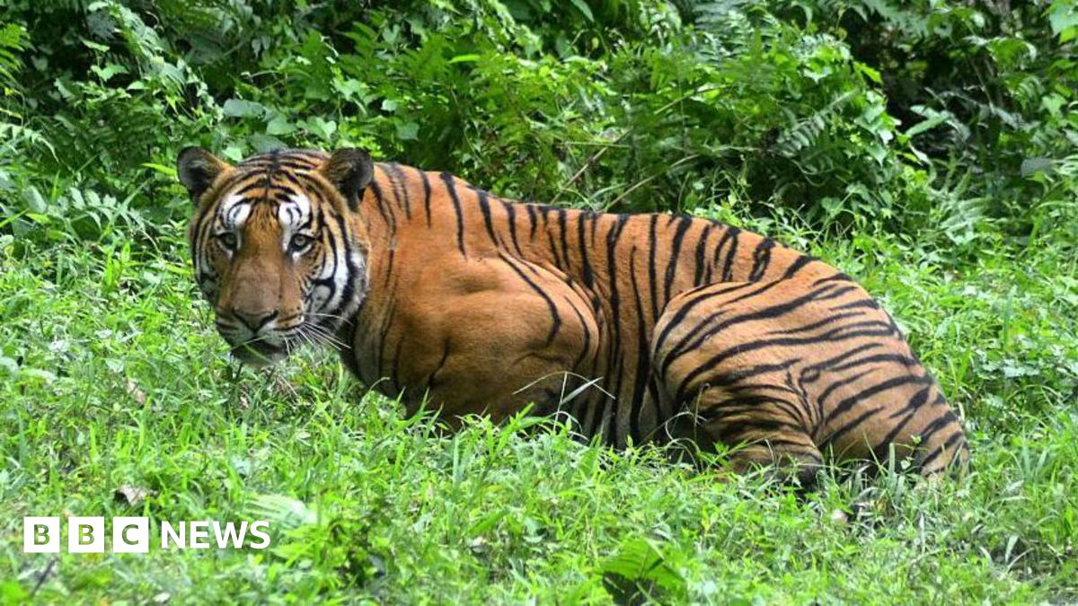Amukan Massa di Assam: Harimau Bengal Kerajaan Terbunuh Akibat Serangan ke Peternakan dan Ancaman Kehidupan