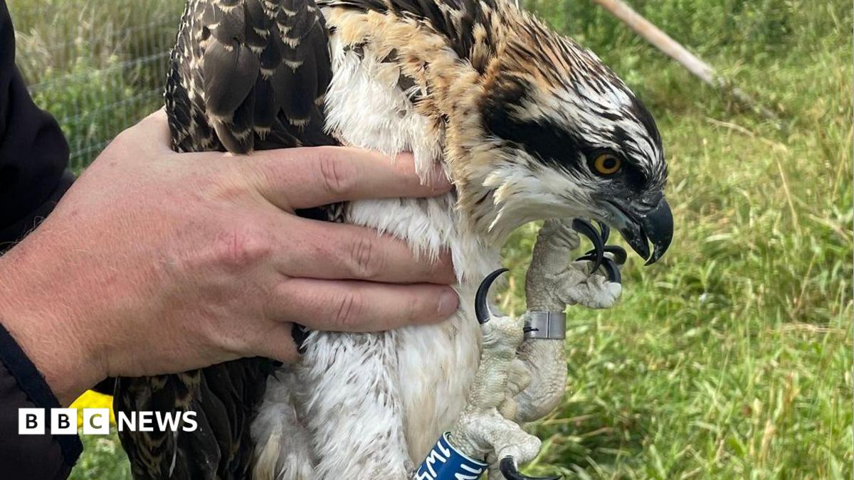 bbc.co.uk - Osprey chicks hatch at RSPB's Campfield Marsh for first time