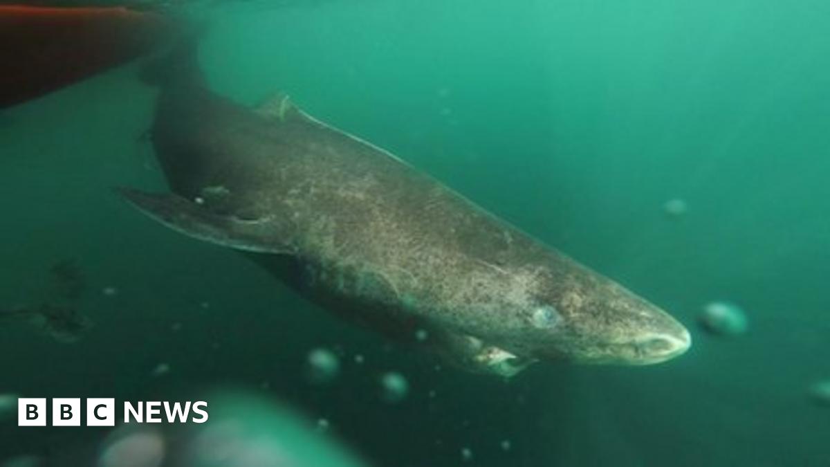 400-year-old Greenland shark ‘longest-living vertebrate’ - BBC News