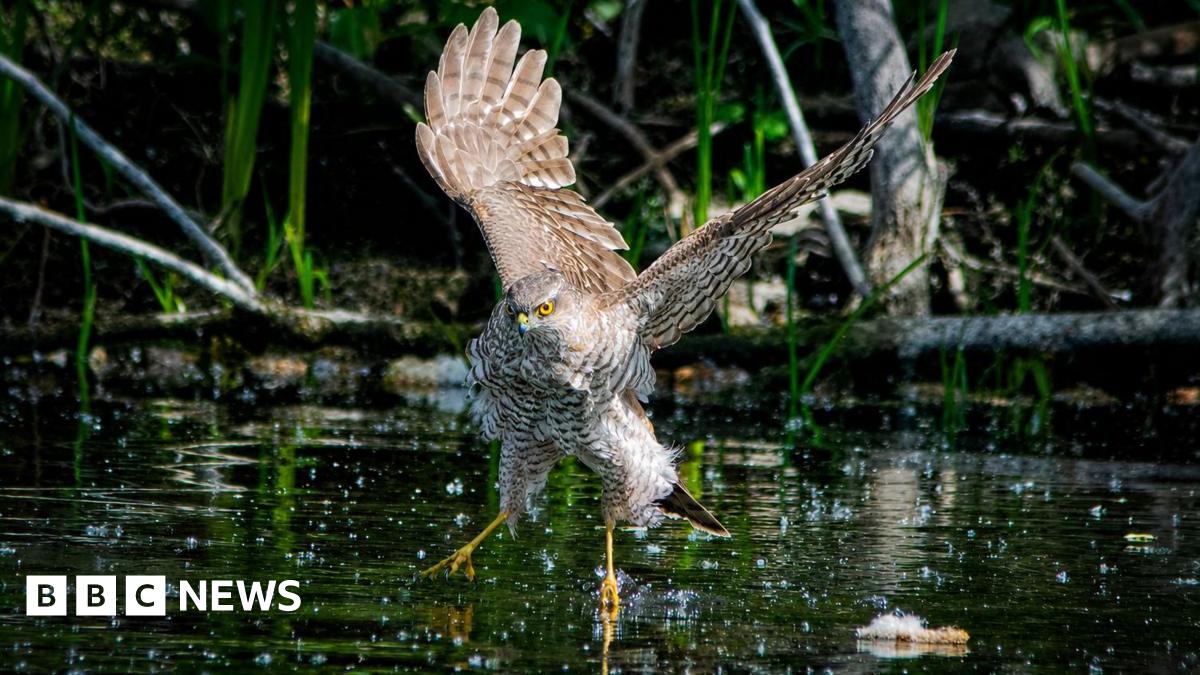 Striking spring photos of snakes, shrews and sparrowhawks