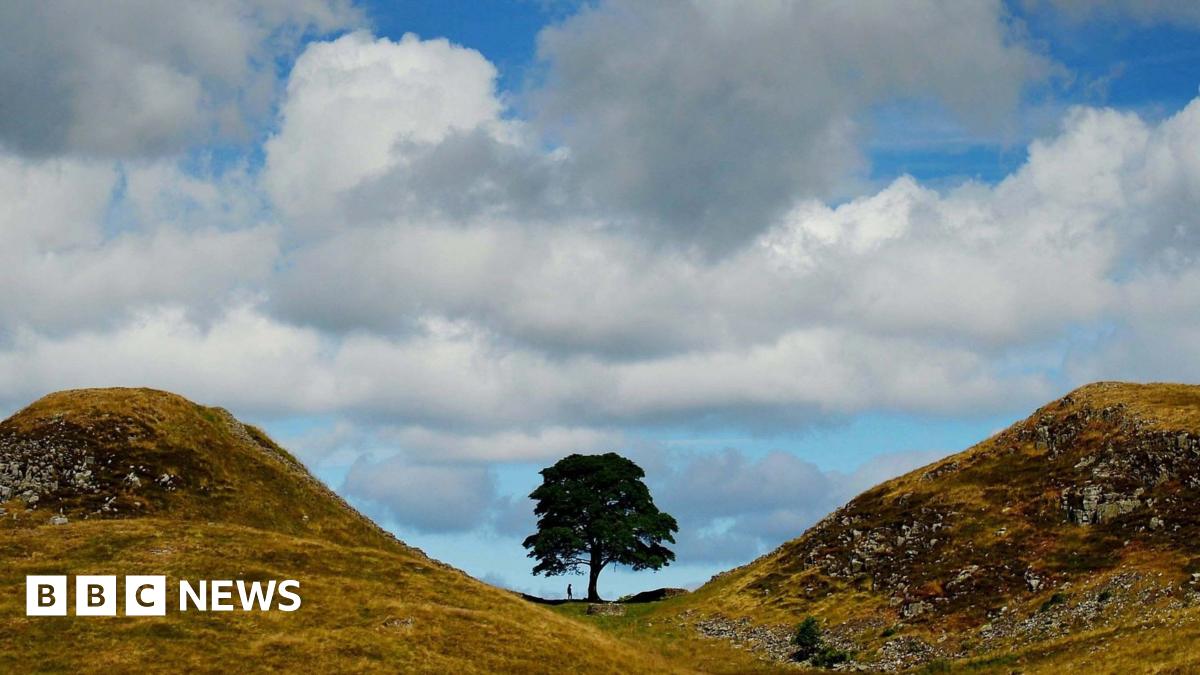 Sycamore Gap: Daniel Graham and Adam Carruthers sentenced to 4 years and 3 months in jail for felling famous tree
