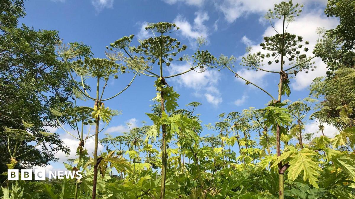 River Tees invasive plant species project gets £3m fund