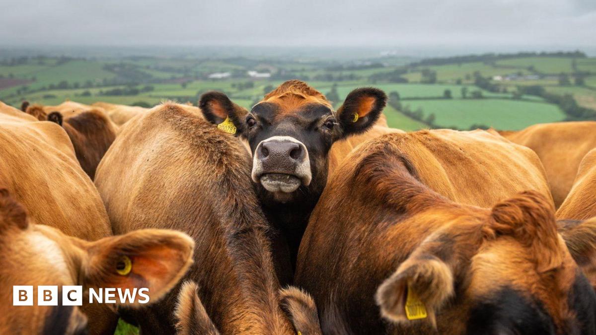 bbc.co.uk - Kirk England - Farmers 'bereft of confidence' as Iran war pushes up costs
