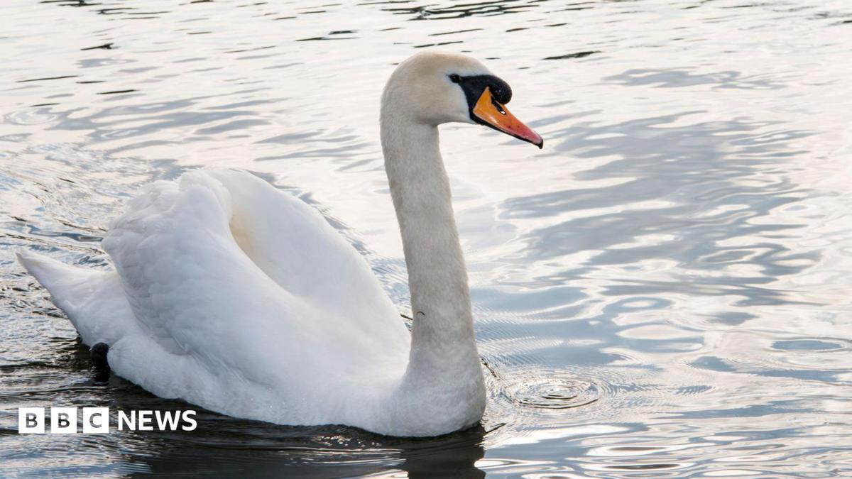 Swan dies after being shot at Hendre Lakes in Cardiff