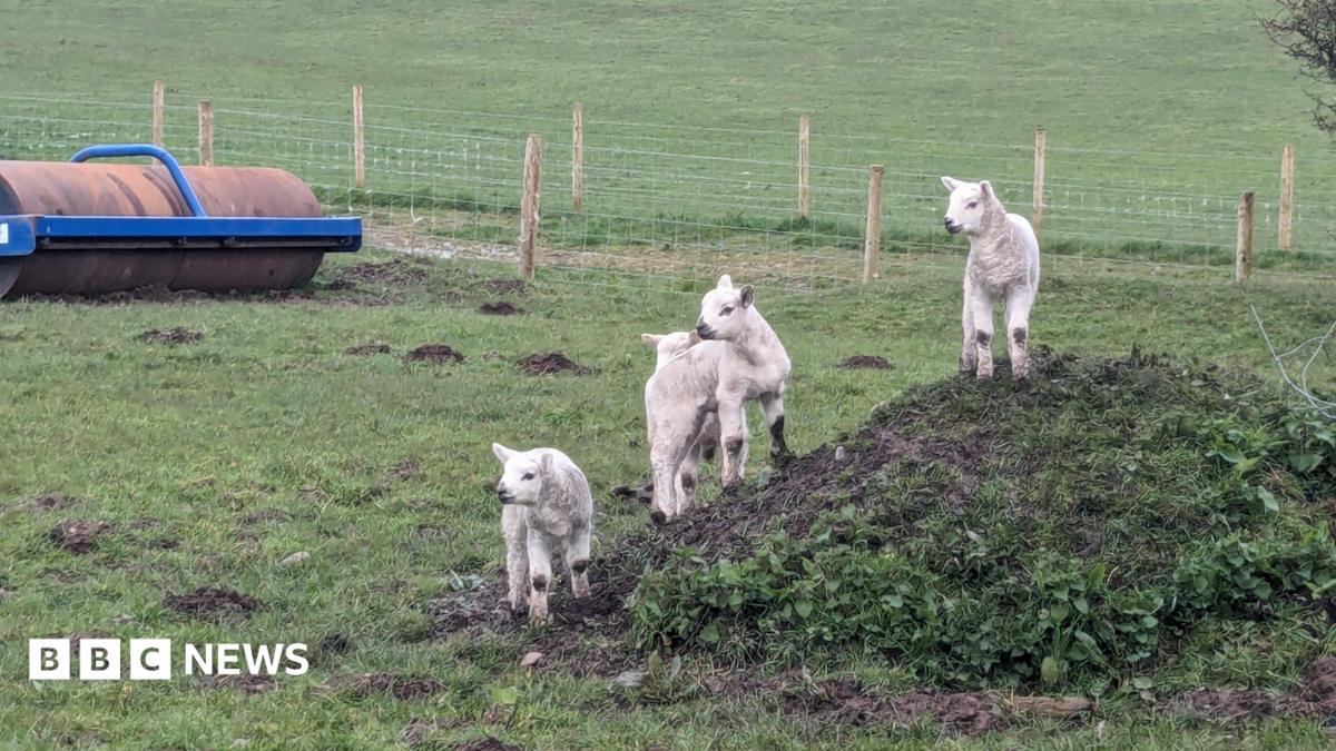 bbc.co.uk - Federica Bedendo - Cumbrian farm death inquests spark 'safety week' reflections