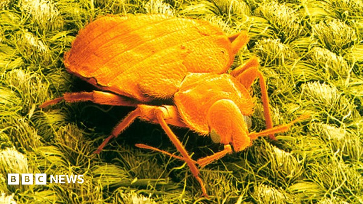 do bed bugs like cigarette smoke Bugs: Know the Signs, Protect Your Space Bed don't transmit disease, but they can quickly become a source of stress, lost sleep, and unexpected costs. Catching them early is Bed bug - Wikipedia