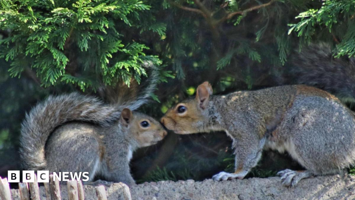 Your photos from the West Midlands: Ducks in a row and nuzzling squirrels