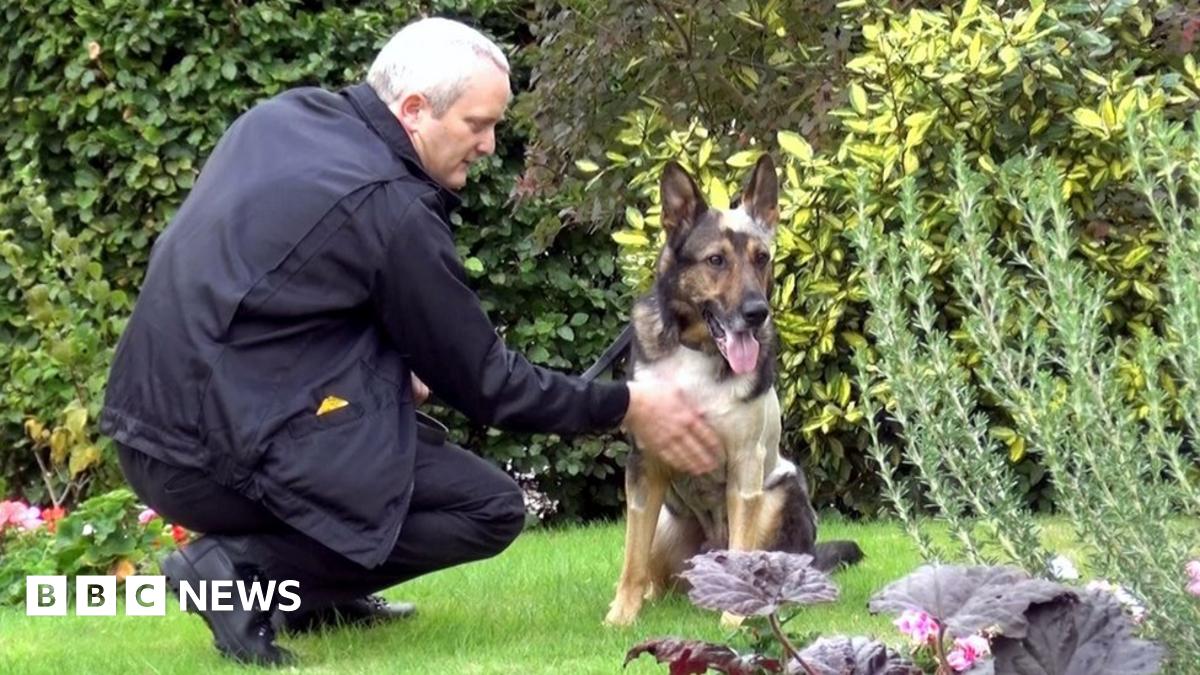 Stabbed police dog Finn named IFAW 'animal of the year'