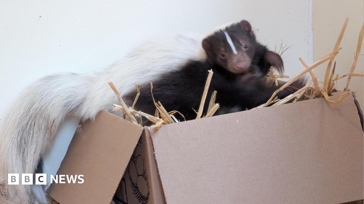 Are you allowed to own a pet skunk in the UK?