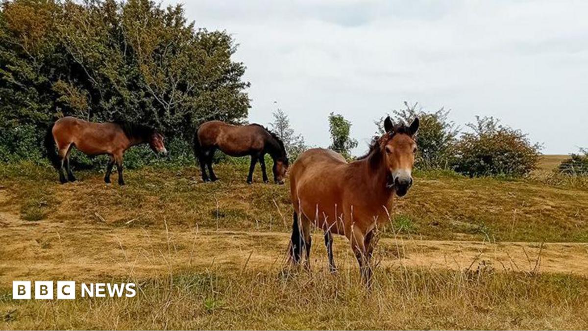 Exmoor ponies to held look after Shoreham nature reserve
