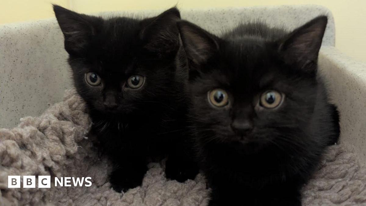 'Ask us for help, don't dump pets on our doorstep', Coventry RSPCA says - BBC News