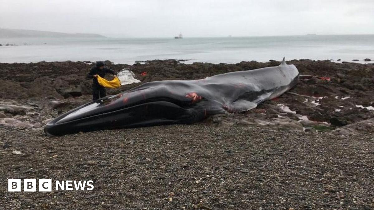 Volunteers needed as more whales and dolphins strand alive