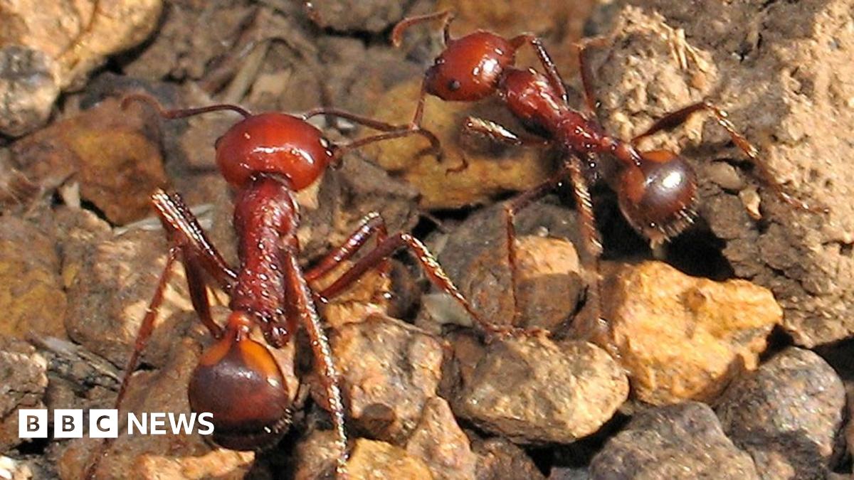 bbc.co.uk - Wycliffe Muia - Kenya's queen ants worth $220 each fuel booming global wildlife black market
