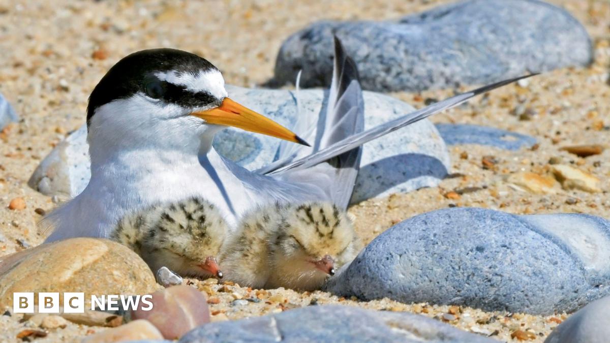 Seaton Carew dog walkers disturbing little tern nests