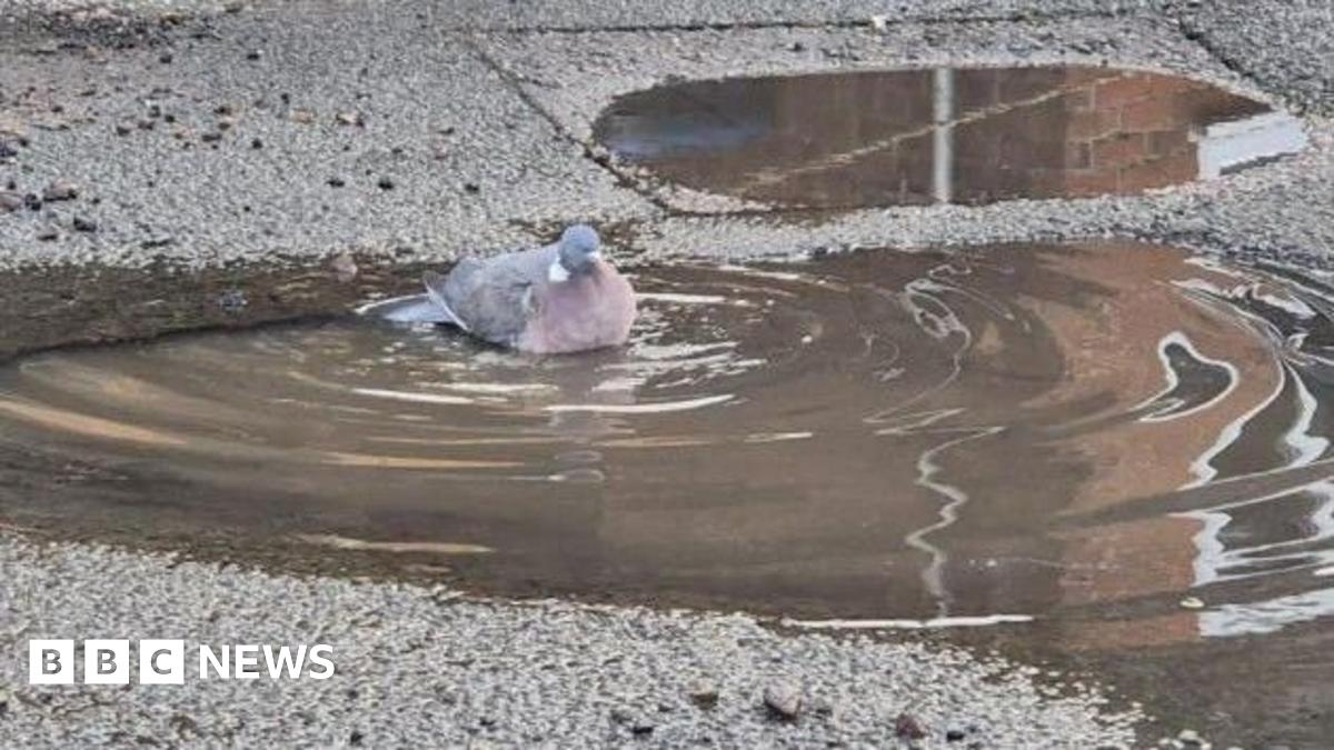 Будут ли местные выборы хорошей новостью для наших выбоин?