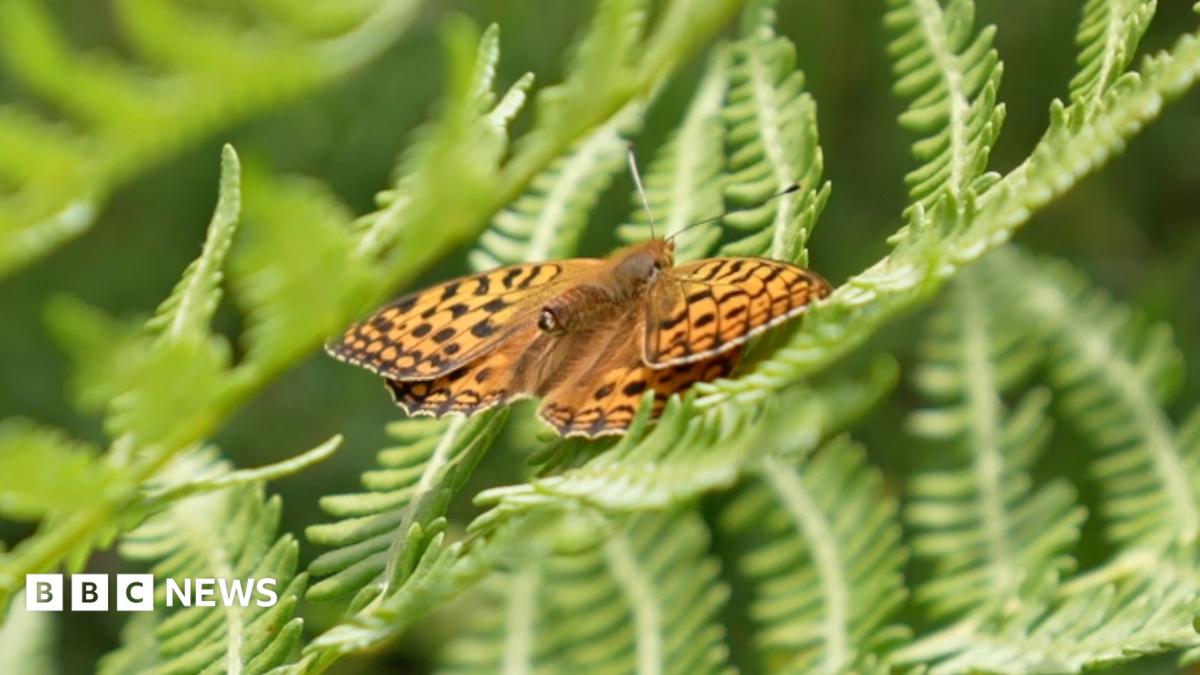Helping one of Britain's rarest butterflies