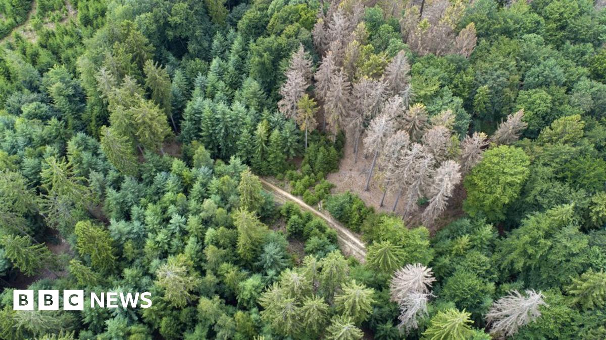 UK forests face 'catastrophic ecosystem collapse' - BBC News