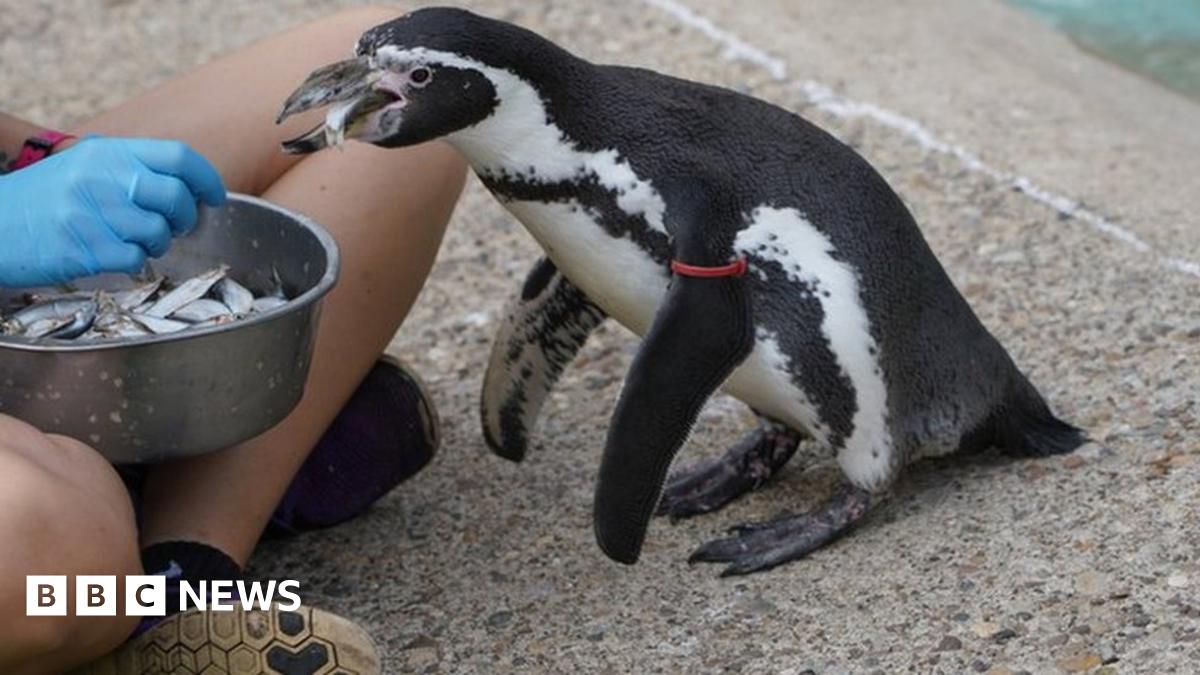 'World's oldest' Humboldt penguin dies at Yorkshire zoo BBC News