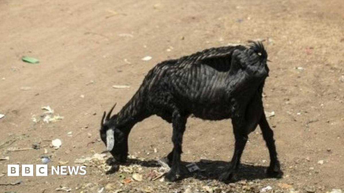 Pakistan International Airlines goat slaughter mocked - BBC News