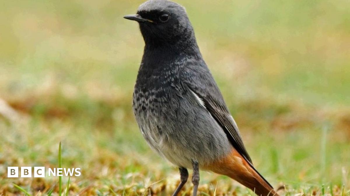 _125405523_blackredstartmaleno