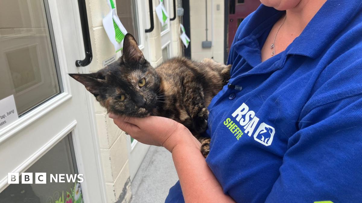 Animal cruelty reports to RSPCA rise in West and North Yorkshire