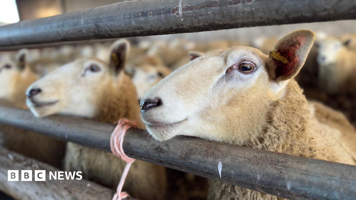 bbc.co.uk - Craig Williams - Number of sheep in Scotland with bluetongue virus rises to eight