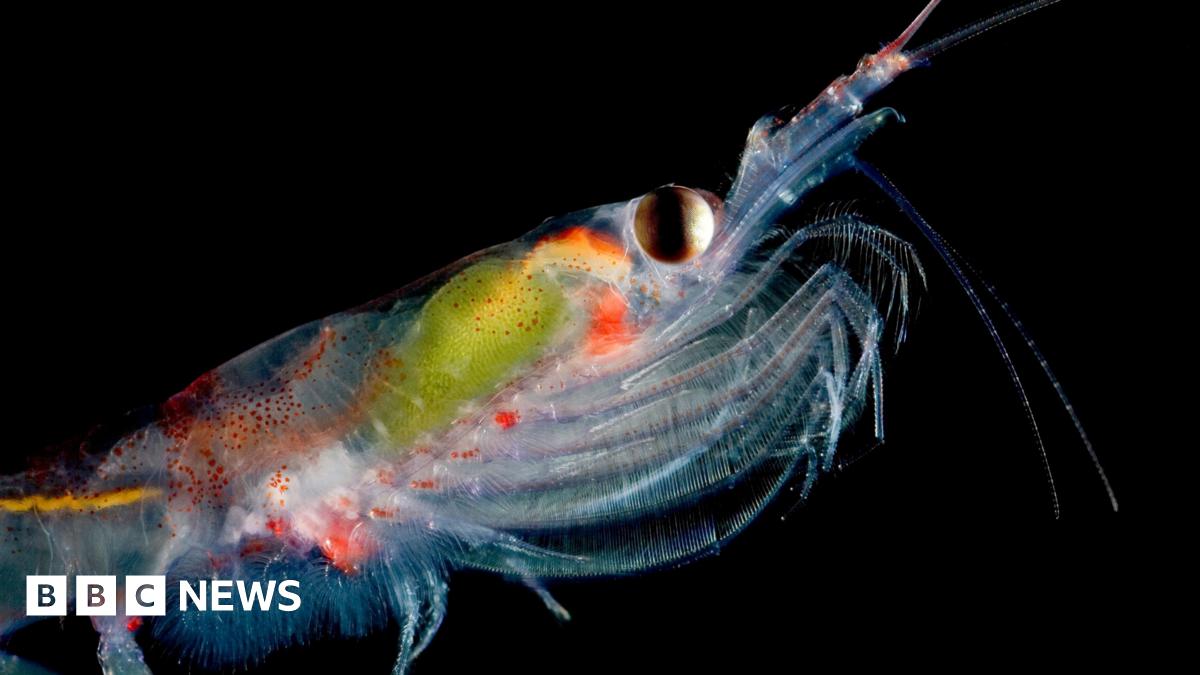 Why scientists are counting tiny Antarctic krill from Space  - BBC News