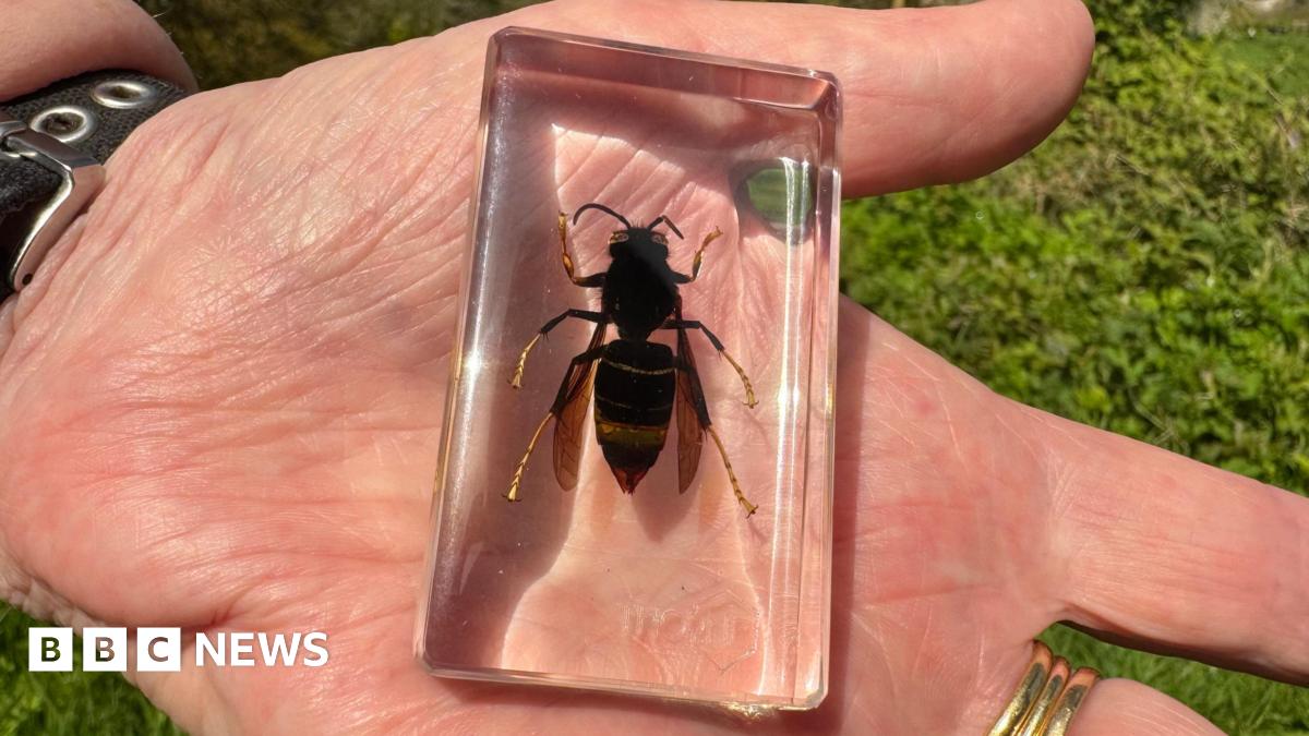 Traps set to see if Asian hornet survived NI winter