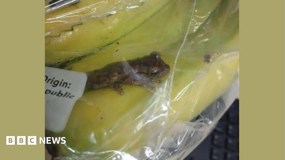Exotic tree frog found in bunch of bananas rescued by reptile charity